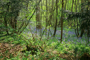 Bluebells in the woods at Trosley country park on a sunny Spring day