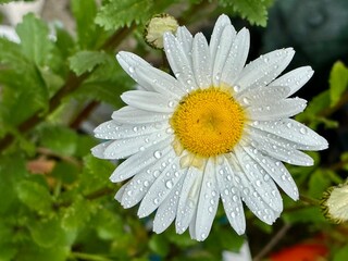 white daisy flower