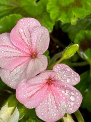 Garden flowers 
