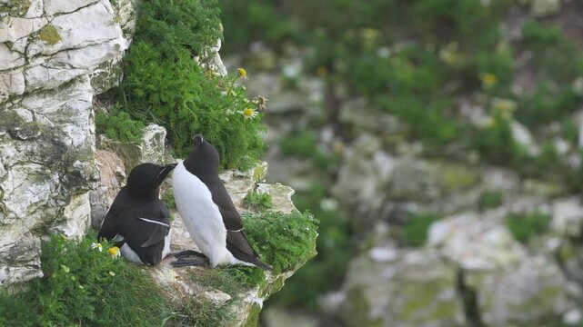 Razorbill, Alca Torda, birds on cliffs, Bempton Cliffs, North Yorkshire, England