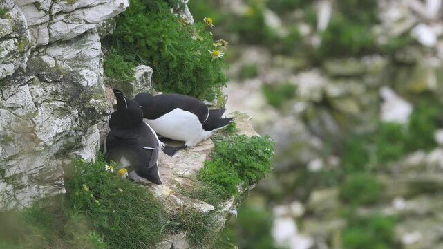 Razorbill, Alca Torda, birds on cliffs, Bempton Cliffs, North Yorkshire, England