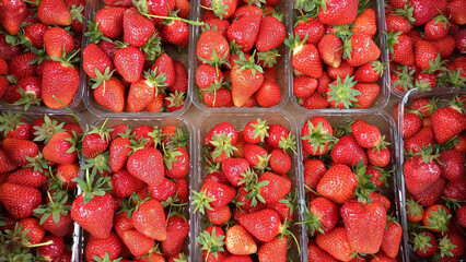 Fresh ripe strawberries neatly packed in transparent plastic containers. Top view of vibrant red berries with green stems, ready for sale at a market or store. Healthy organic fruit background.