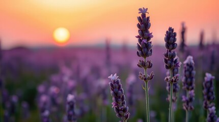 Fototapeta premium Sunset over a field of purple lavender flowers