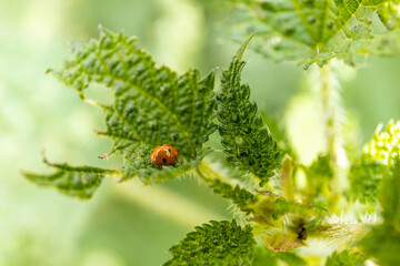 Harmonia axyridis is a large lady beetle or ladybug species that is most commonly known as the harlequin, Asian, or multicolored Asian lady beetle on a green leaf in the wild nature insect