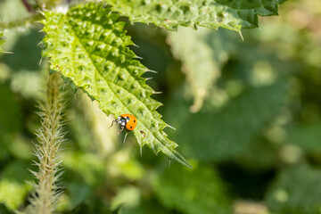Harmonia axyridis is a large lady beetle or ladybug species that is most commonly known as the harlequin, Asian, or multicolored Asian lady beetle on a green leaf in the wild nature insect