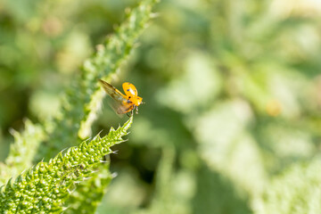 Harmonia axyridis is a large lady beetle or ladybug species that is most commonly known as the harlequin, Asian, or multicolored Asian lady beetle on a green leaf in the wild nature insect