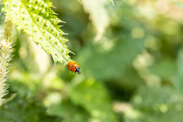Harmonia axyridis is a large lady beetle or ladybug species that is most commonly known as the harlequin, Asian, or multicolored Asian lady beetle on a green leaf in the wild nature insect