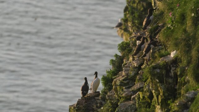 Common Murre, Common Guillemot, Uria aalge, birds colony on cliffs, Bempton Cliffs, North Yorkshire, England