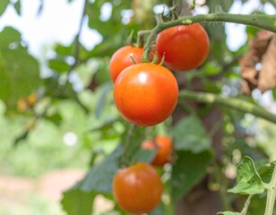 red ripe tomato organic farming, blurred tomatoes plant background