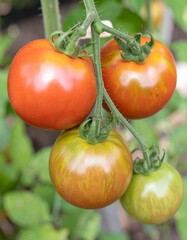red ripe tomato organic farming, blurred tomatoes plant background
