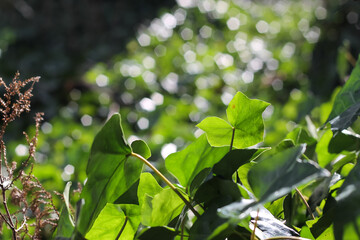Leaves Of The Invasive English Ivy