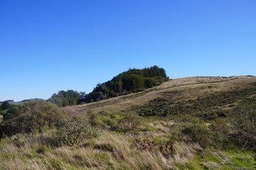 mountain landscape with trees