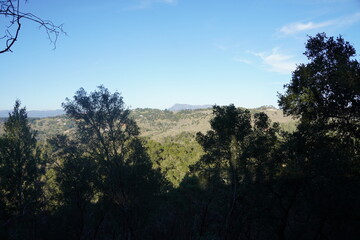 Obraz premium trees in the mountains