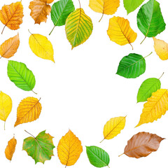 Obraz premium Circle of vibrant autumn leaves in shades of green, yellow, and brown creates natural frame on transparency background, evoking sense of seasonal change and beauty