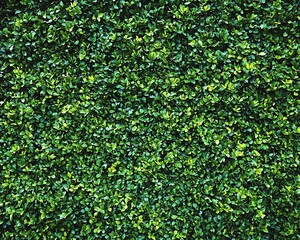 Lush green foliage wall