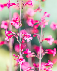 Fototapeta premium pink flowers