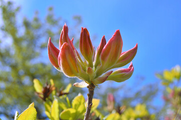 Azalea (Rhododendron) flowers