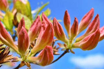 Azalea (Rhododendron) flowers