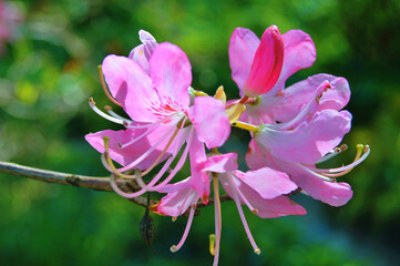 Azalea (Rhododendron) flowers