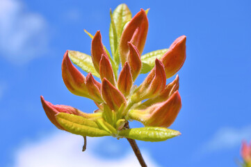 Azalea (Rhododendron) flowers
