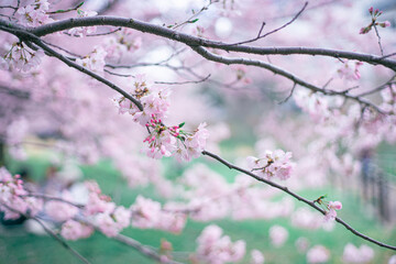 ピンクの桜