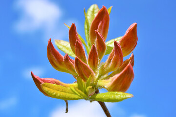 Azalea (Rhododendron) flowers