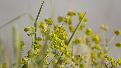 Wilczomlecz lancetowaty (Euphorbia esula) © tomo81