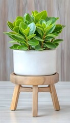 Lush green plant in a white pot on a wooden stand