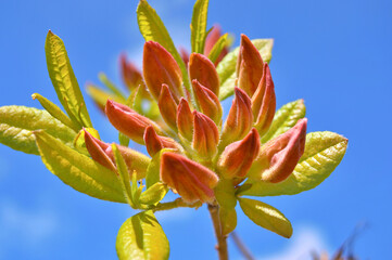 Azalea (Rhododendron) flowers