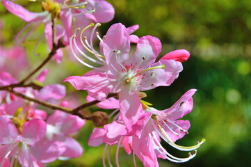 Azalea (Rhododendron) flowers