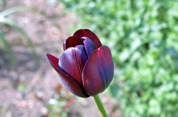 Tulip in the garden during summer