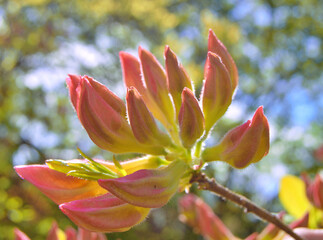 Azalea (Rhododendron) flowers
