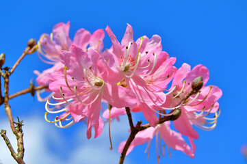 Azalea (Rhododendron) flowers