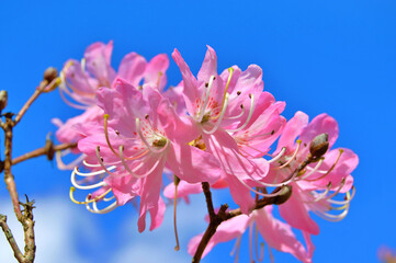 Azalea (Rhododendron) flowers