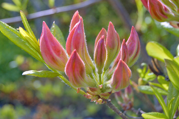 Azalea (Rhododendron) flowers