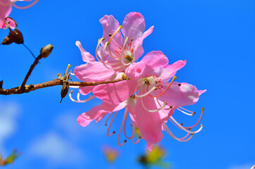 Azalea (Rhododendron) flowers