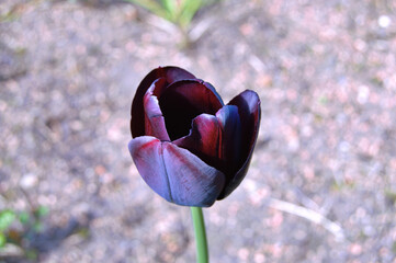 Tulip in the garden during summer