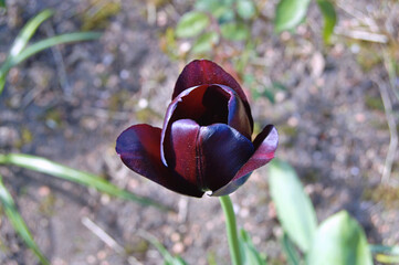 Tulip in the garden during summer