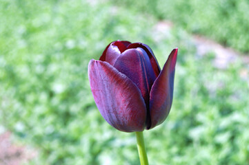 Tulip in the garden during summer