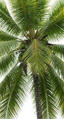 Lush Coconut Palm: Tropical Serenity