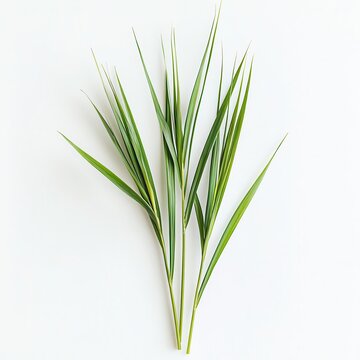 Detailed Top-Down View of Vetiver Grass Texture