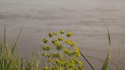 Wilczomlecz lancetowaty (Euphorbia esula) © tomo81