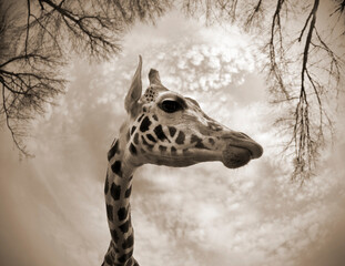 Fisheye portrait of a Giraffe