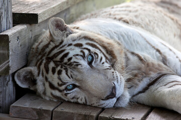 Rescued White Tiger at a Wildlife Refuge