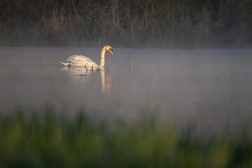 An adult swan swims on the surface in the morning mist.
