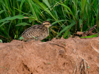 A young Crested Francolin crouched low on an earthen bank beside dense vegetation