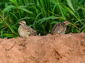 Two juvenile Crested Francolins perched on a soil ridge, facing opposite directions amid lush green...