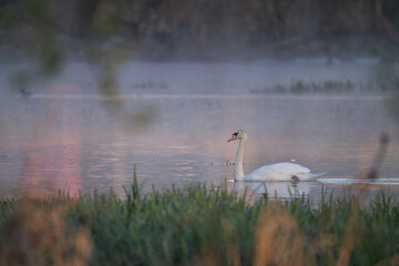 An adult swan swims on the surface in the morning mist.  © lapis2380