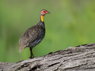 Yellow-necked Spurfowl standing alert on a tree trunk, with vivid red and yellow facial skin