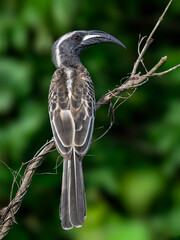 African Grey Hornbill perched on a vine-wrapped branch, displaying its curved black bill